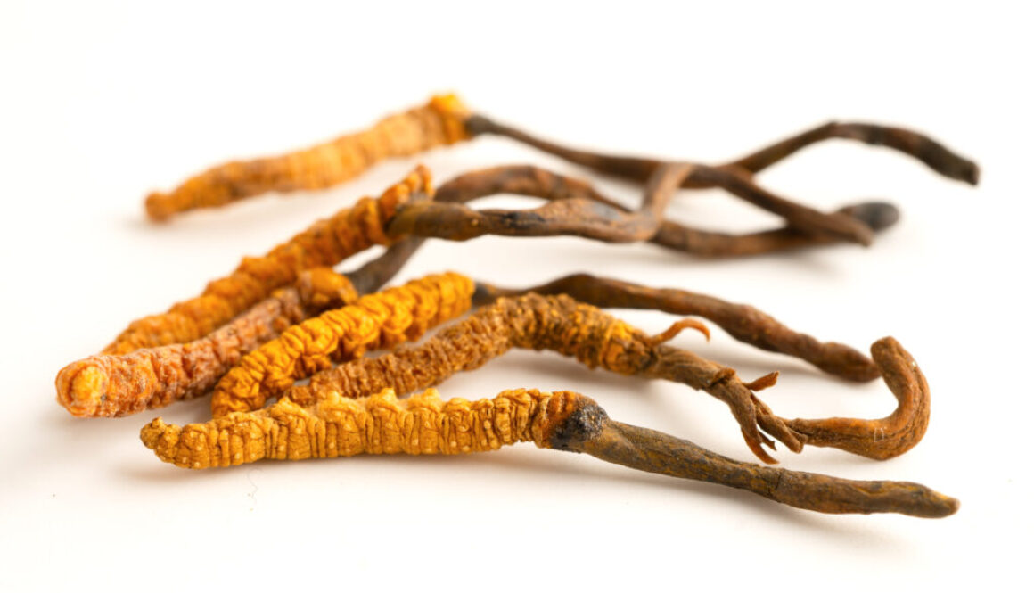 Cordyceps