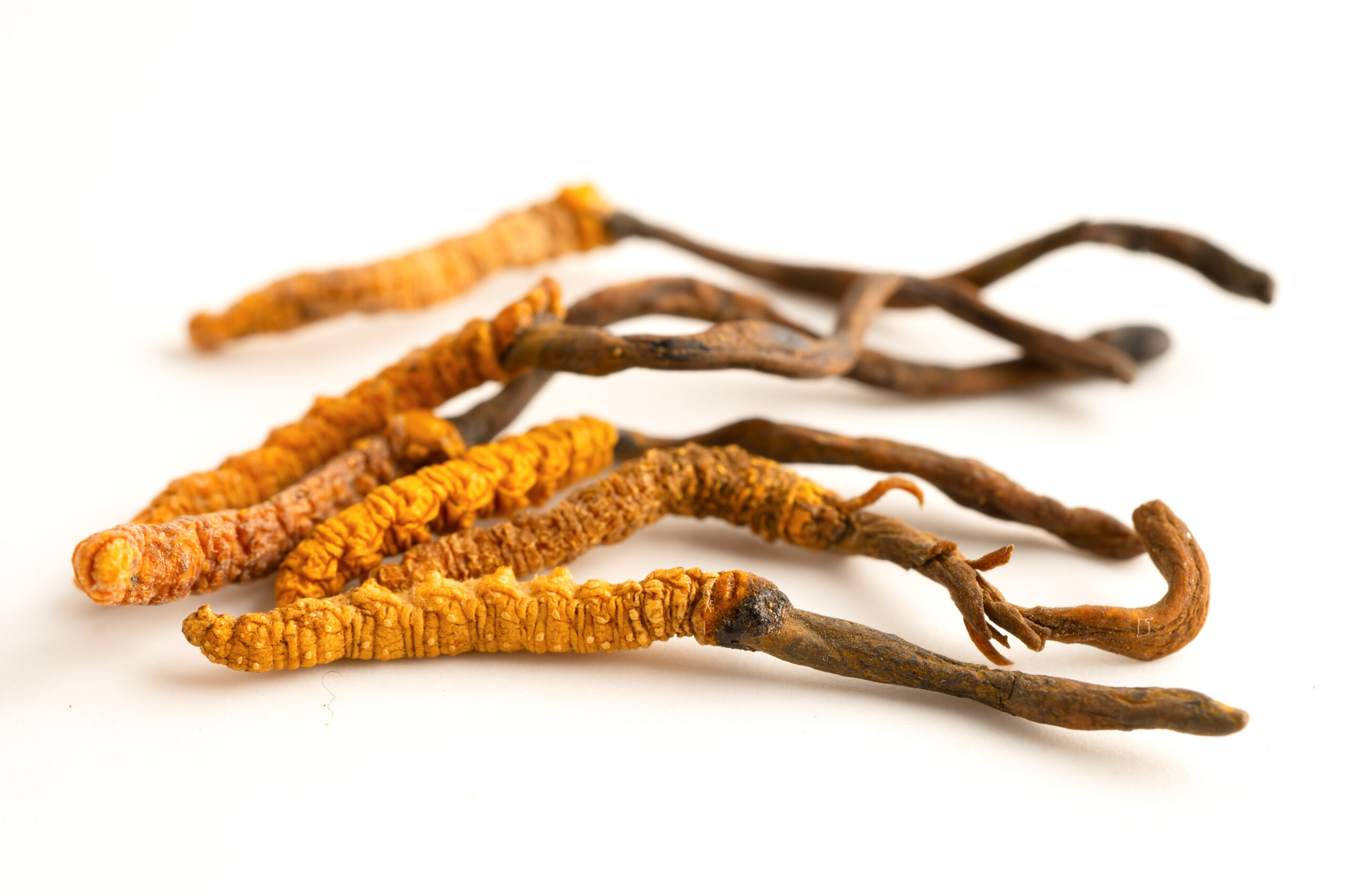 Cordyceps (Cordyceps sinensis)