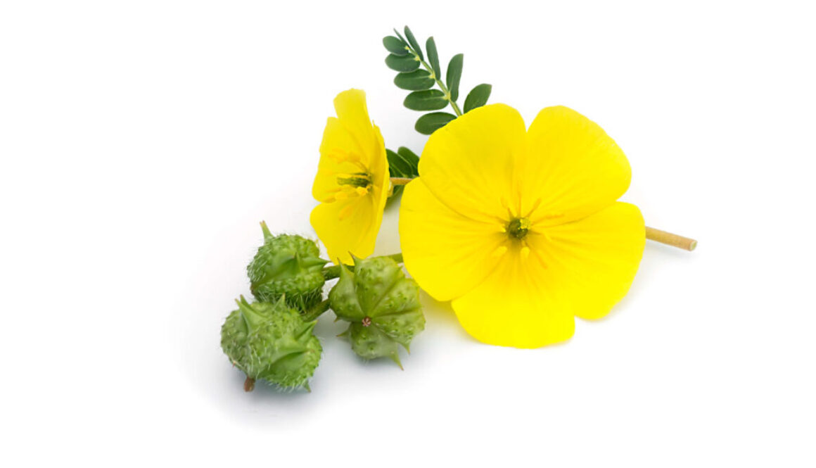 Tribulus Terrestris