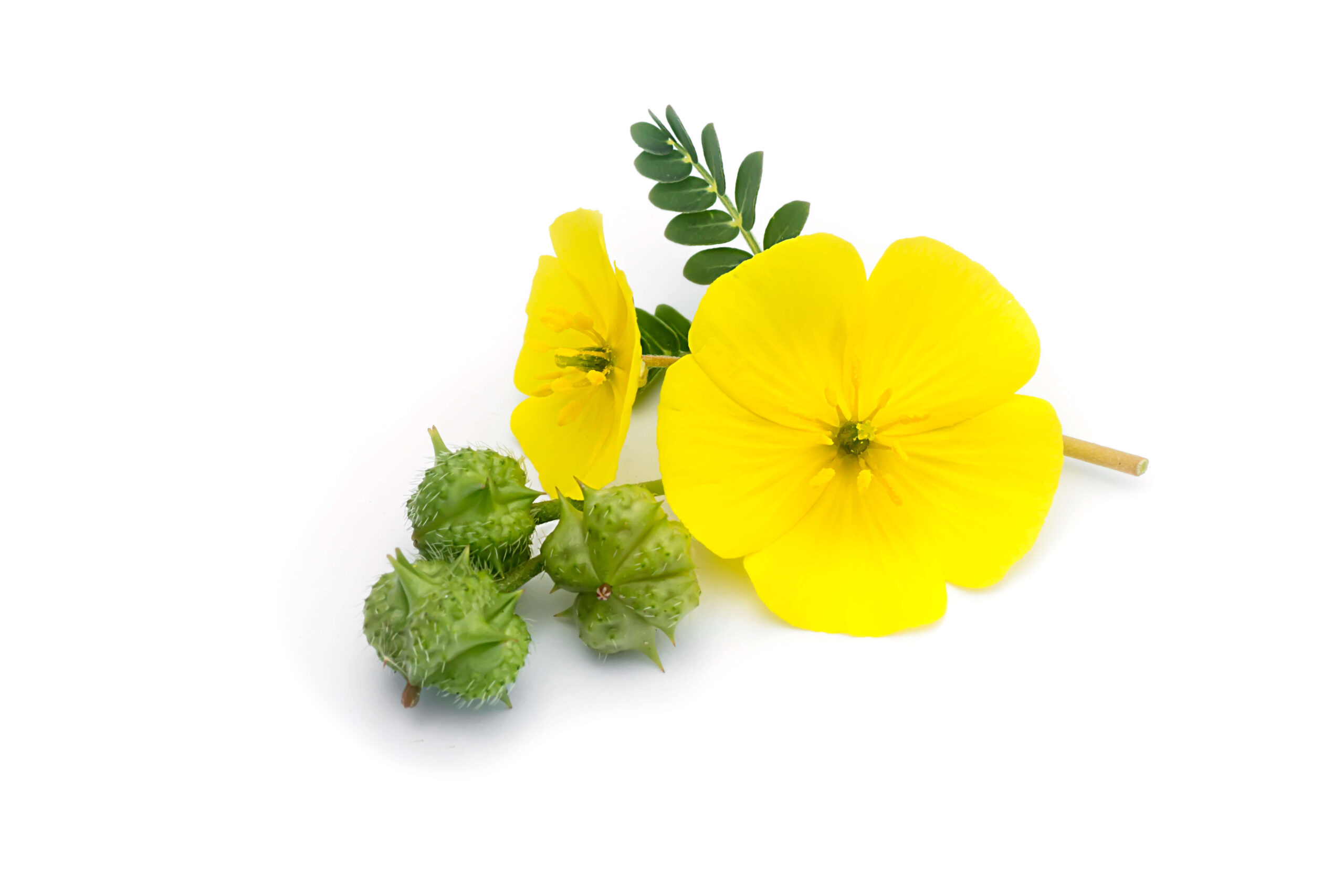 Tribulus (Tribulus terrestris)