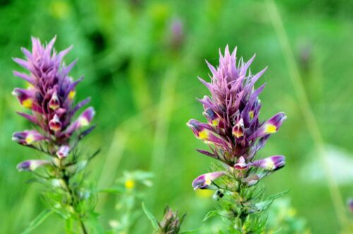 Astragalus