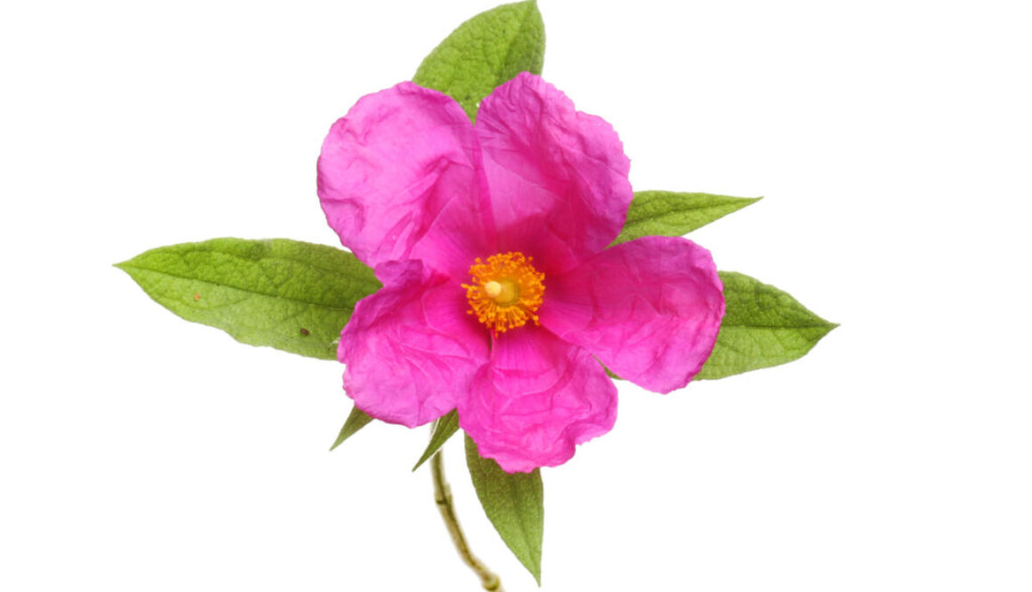 Cistus Incanus