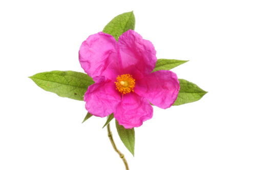 Cistus Incanus