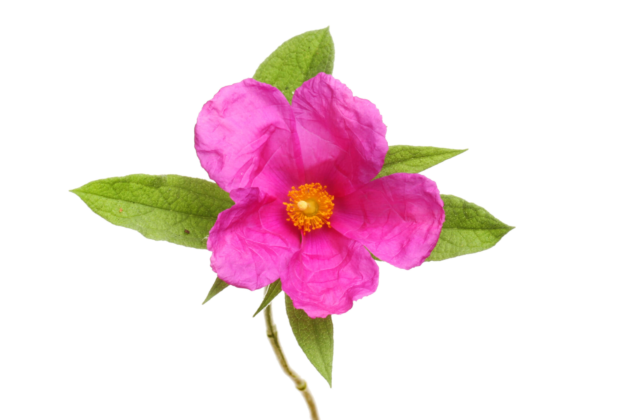 Cistus (Cistus incanus)