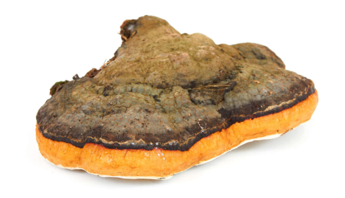 Chaga