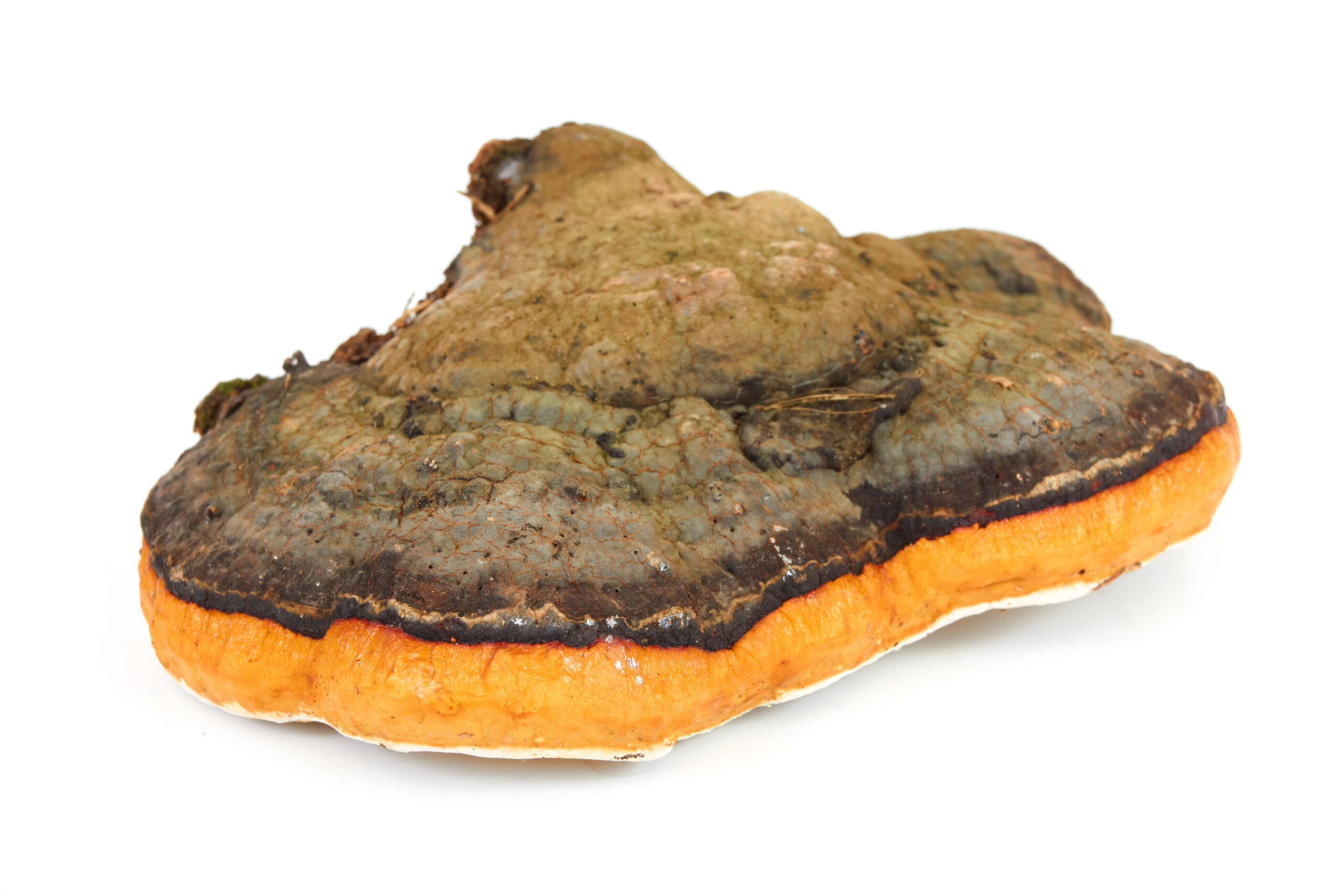 Chaga (Inonotus obliquus)