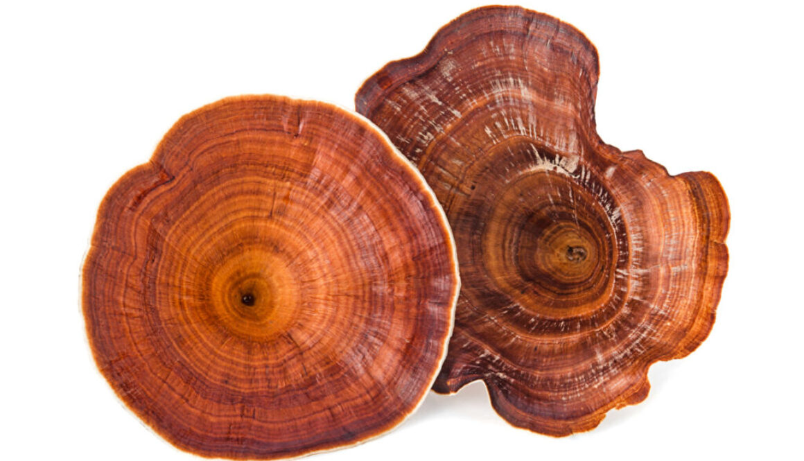 Reishi