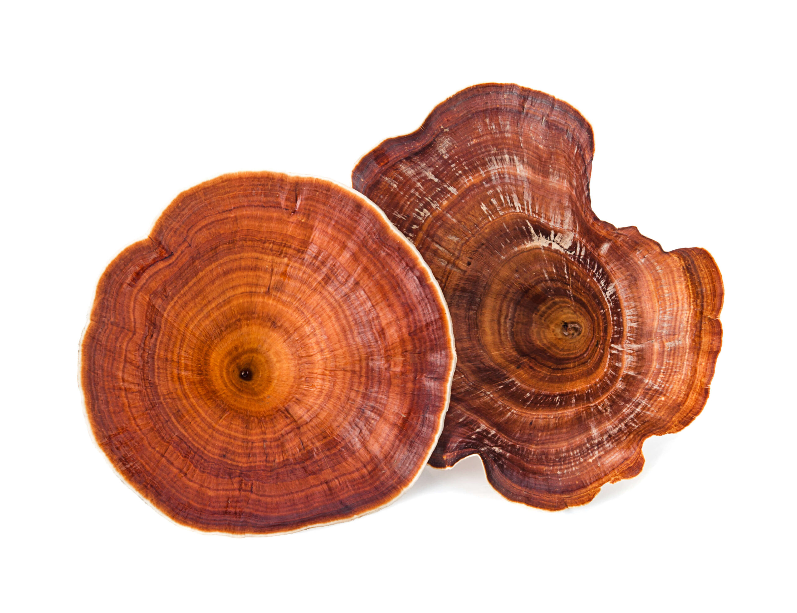 Reishi (Ganoderma lucidum)