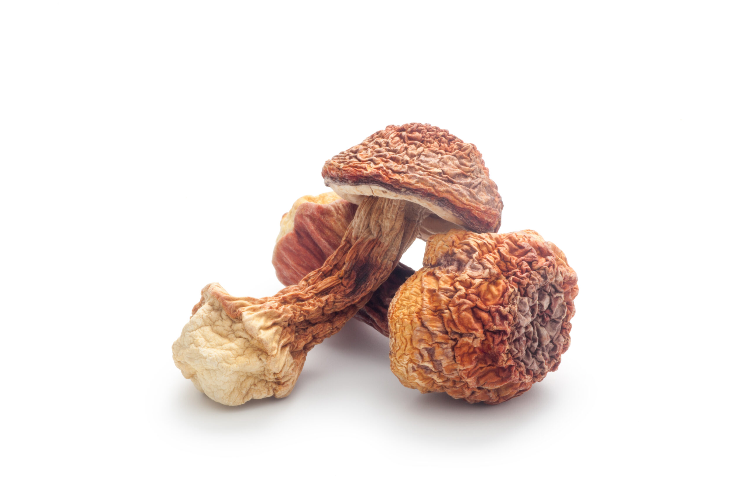 Mandľová huba (Agaricus Blazei Murrill)