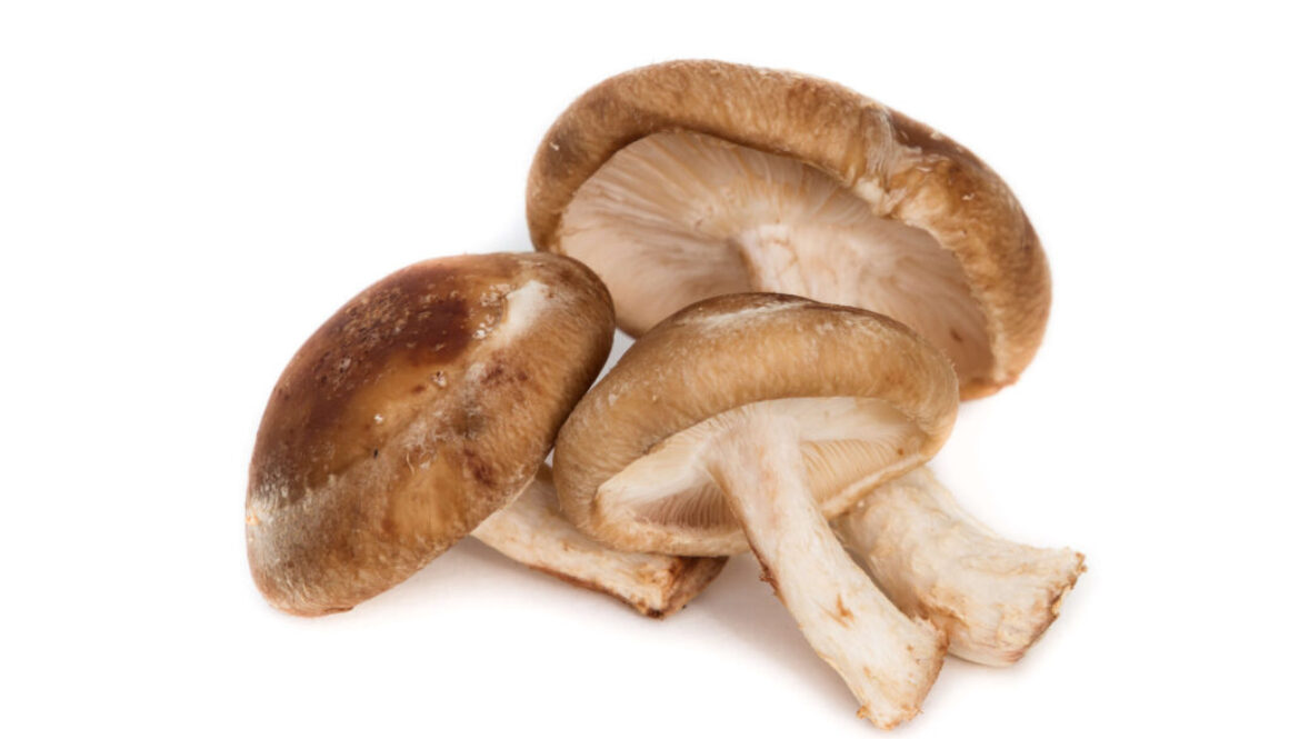 Shiitake