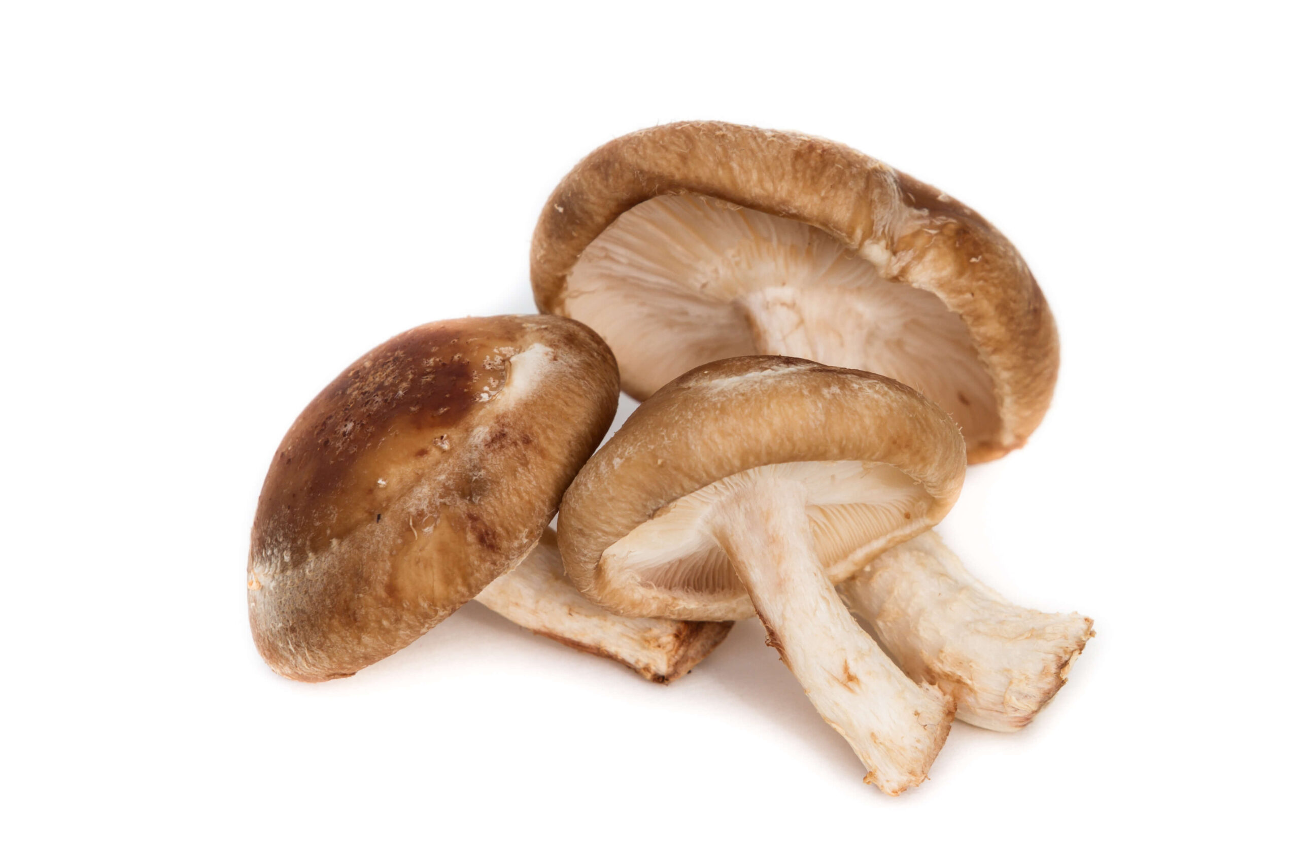 Shiitake (Lentinula edodes)