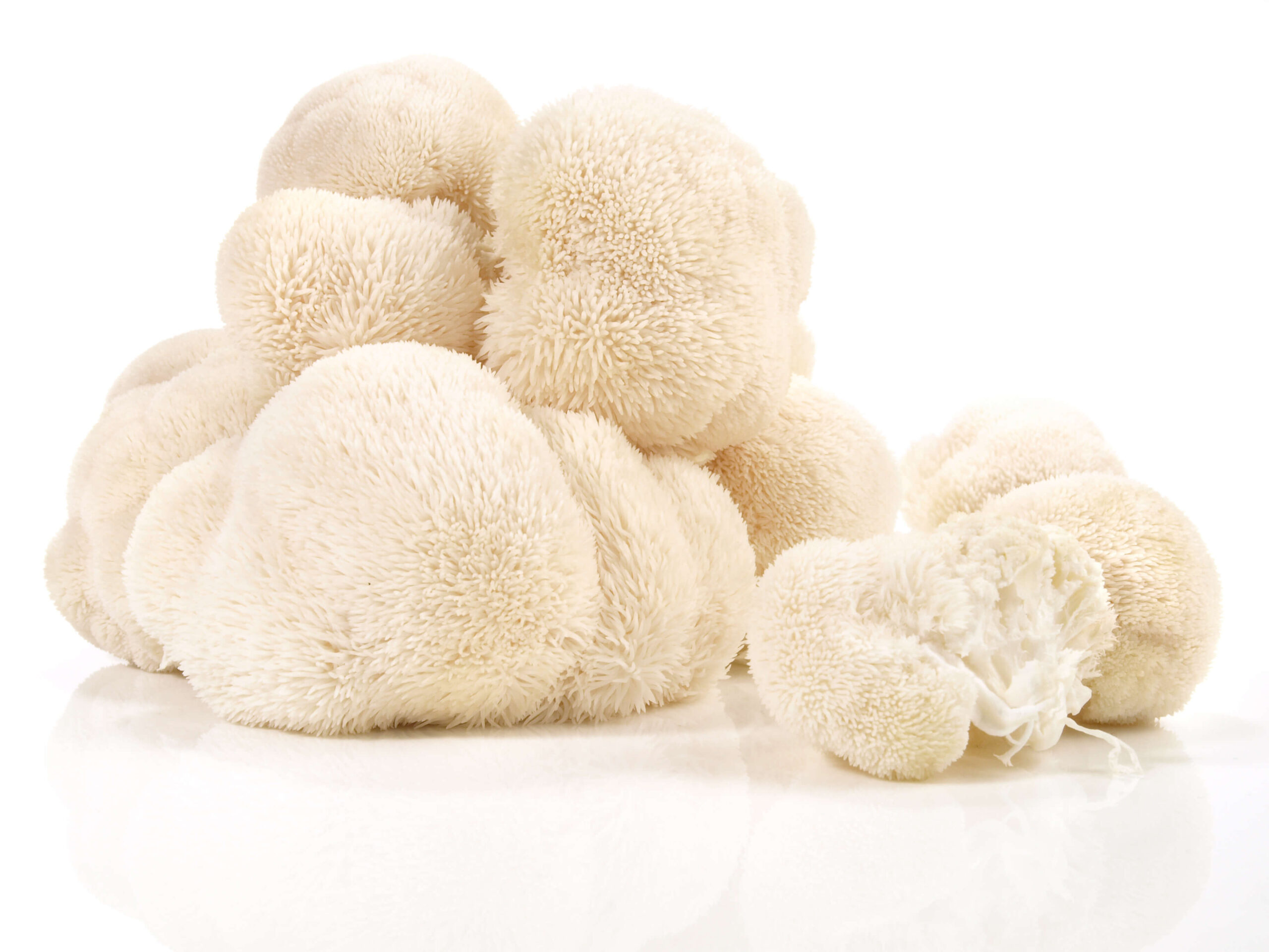 Korálovec (Hericium erinaceus)
