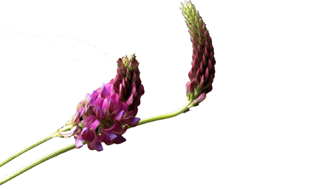 Astragalus