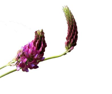 Astragalus