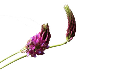 Astragalus