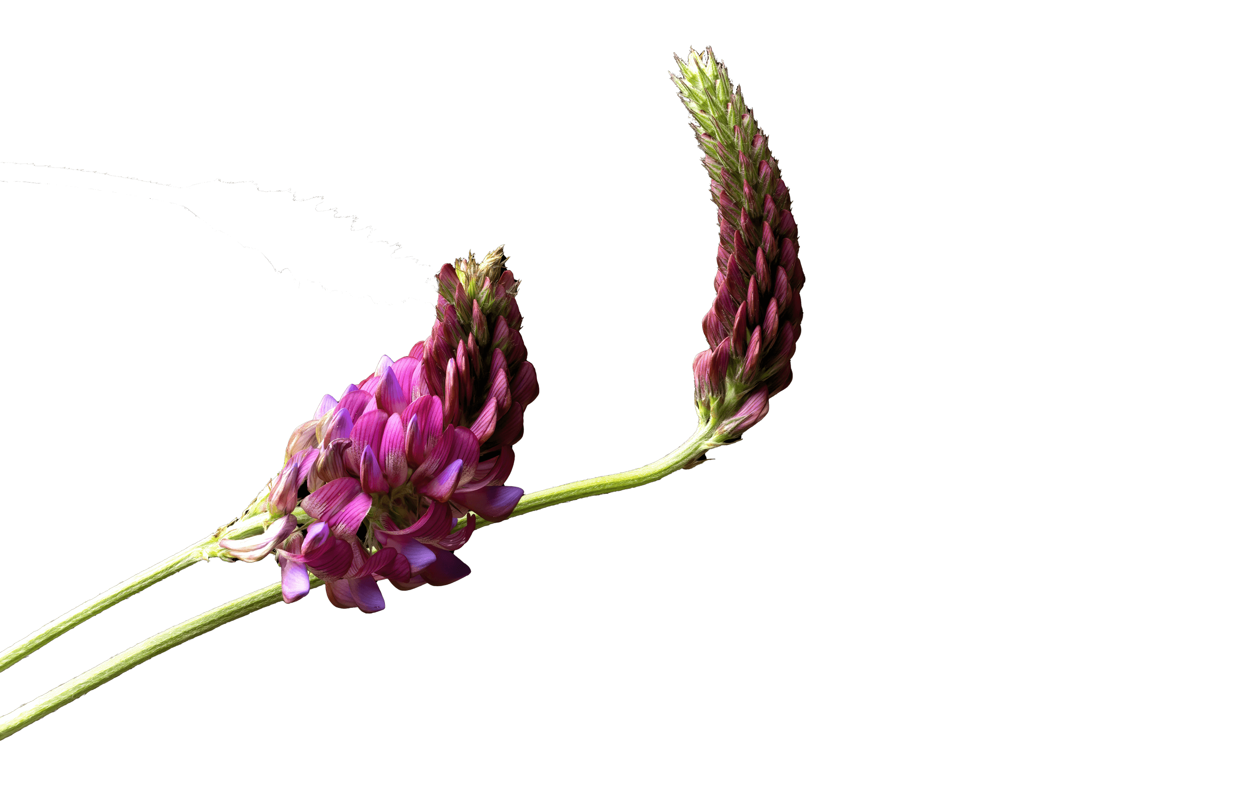 Astragalus