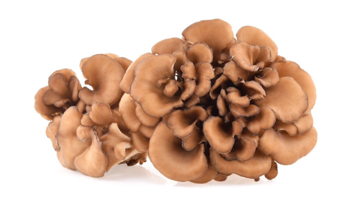 Maitake