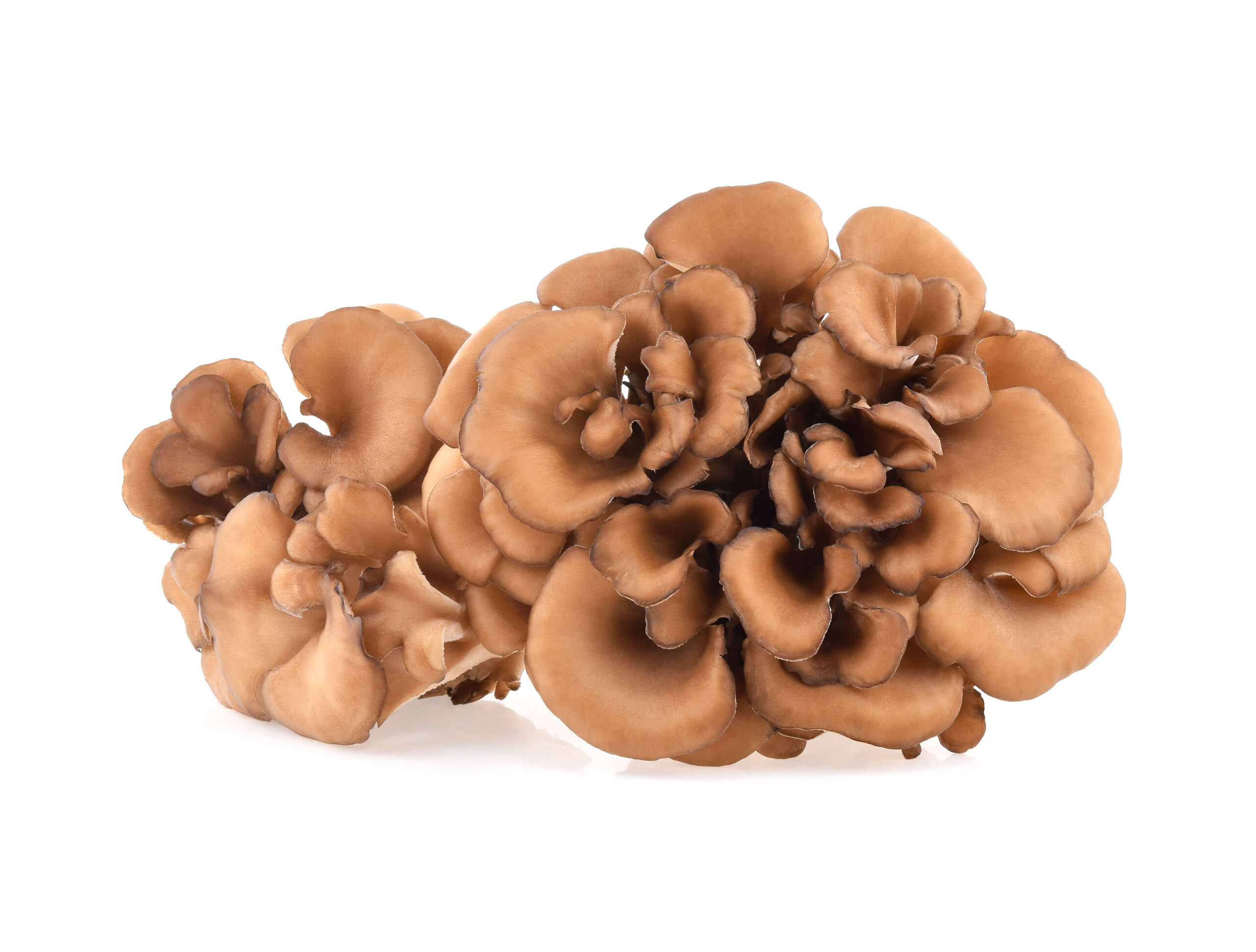 Maitake (Grifola Frondosa)