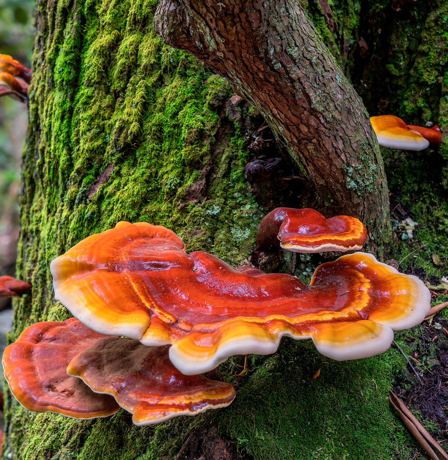 Red and Orange Mushroom Fungus growing on tree near stream