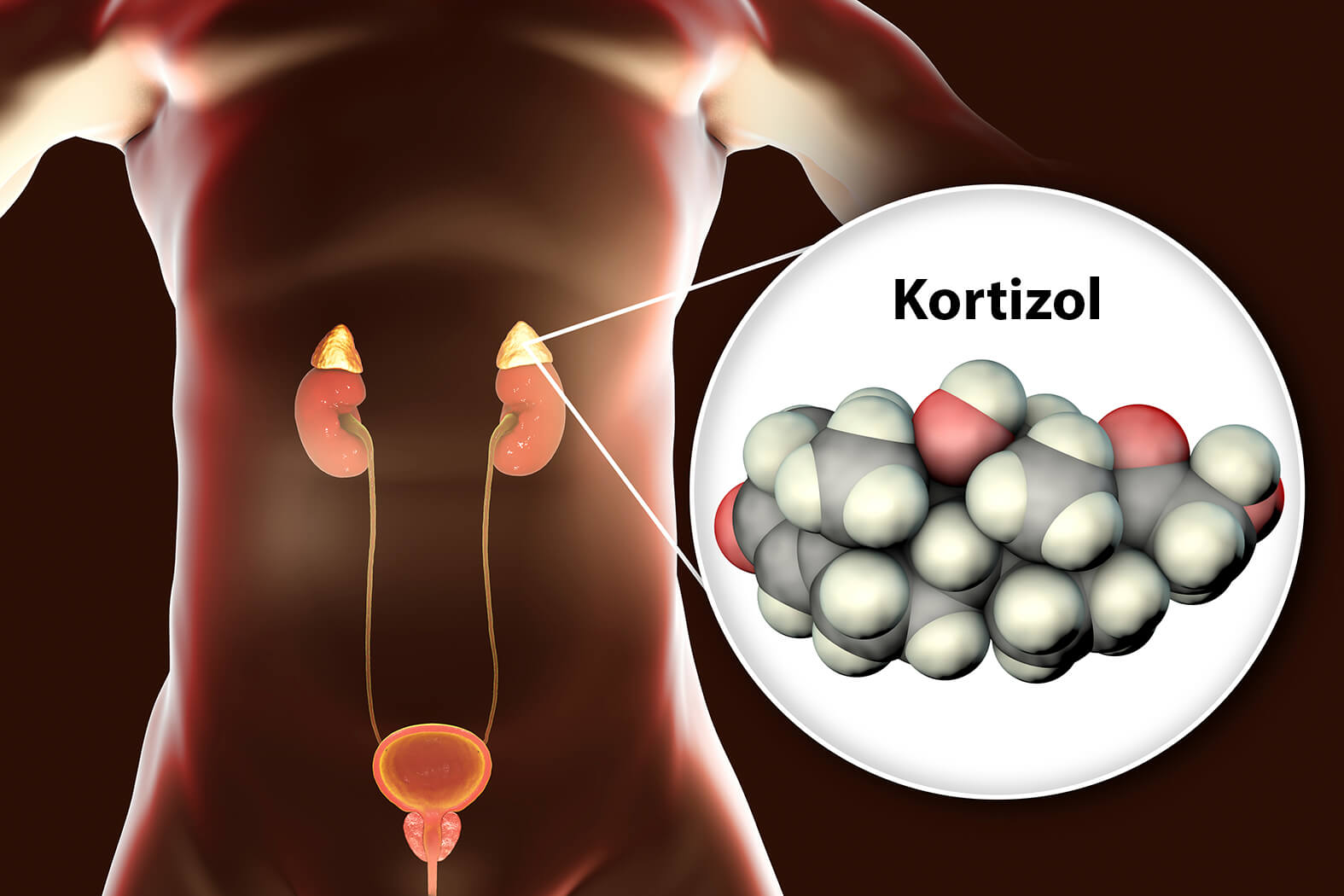 Kortizol - Nadobličky