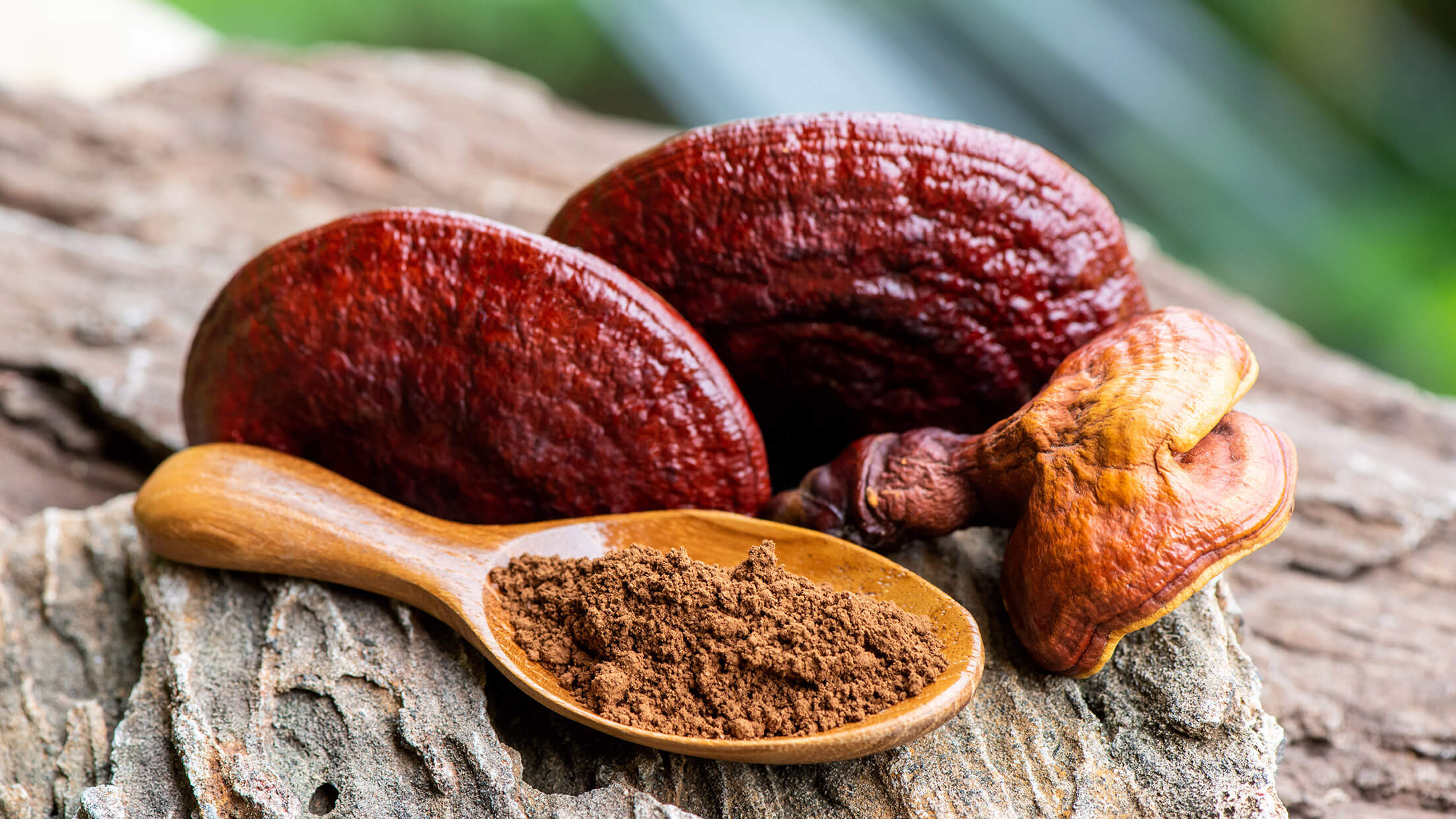 Reishi: Huba nesmrteľnosti pre imunitu, rovnováhu a vitalitu
