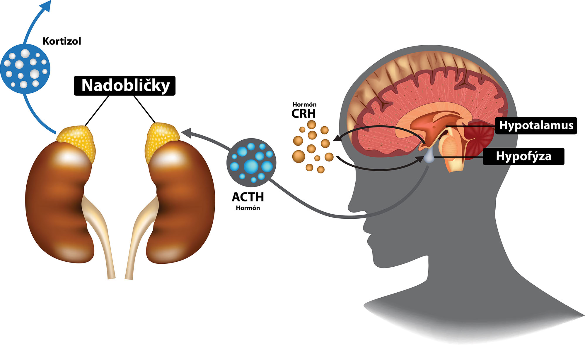 Neuroendokrinný systém - HPA OS